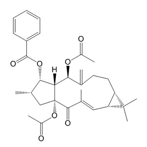 大戟因子L3